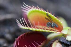 tue mouche efficace maison 1